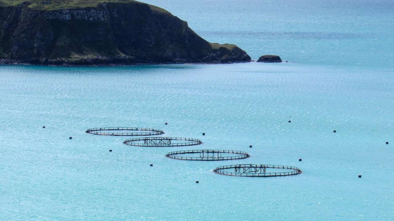 Aquaculture Solutions-banner