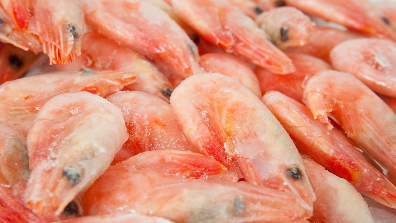 Shrimps sea-img