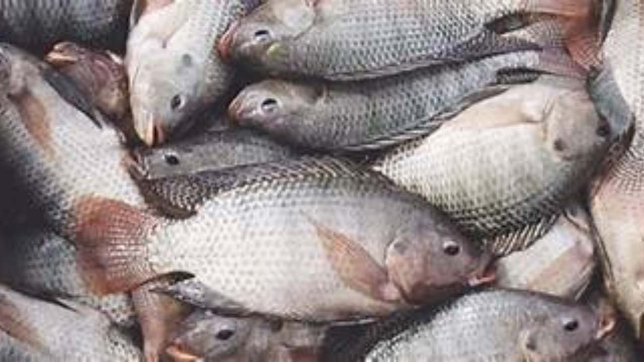 Farmed fish-img