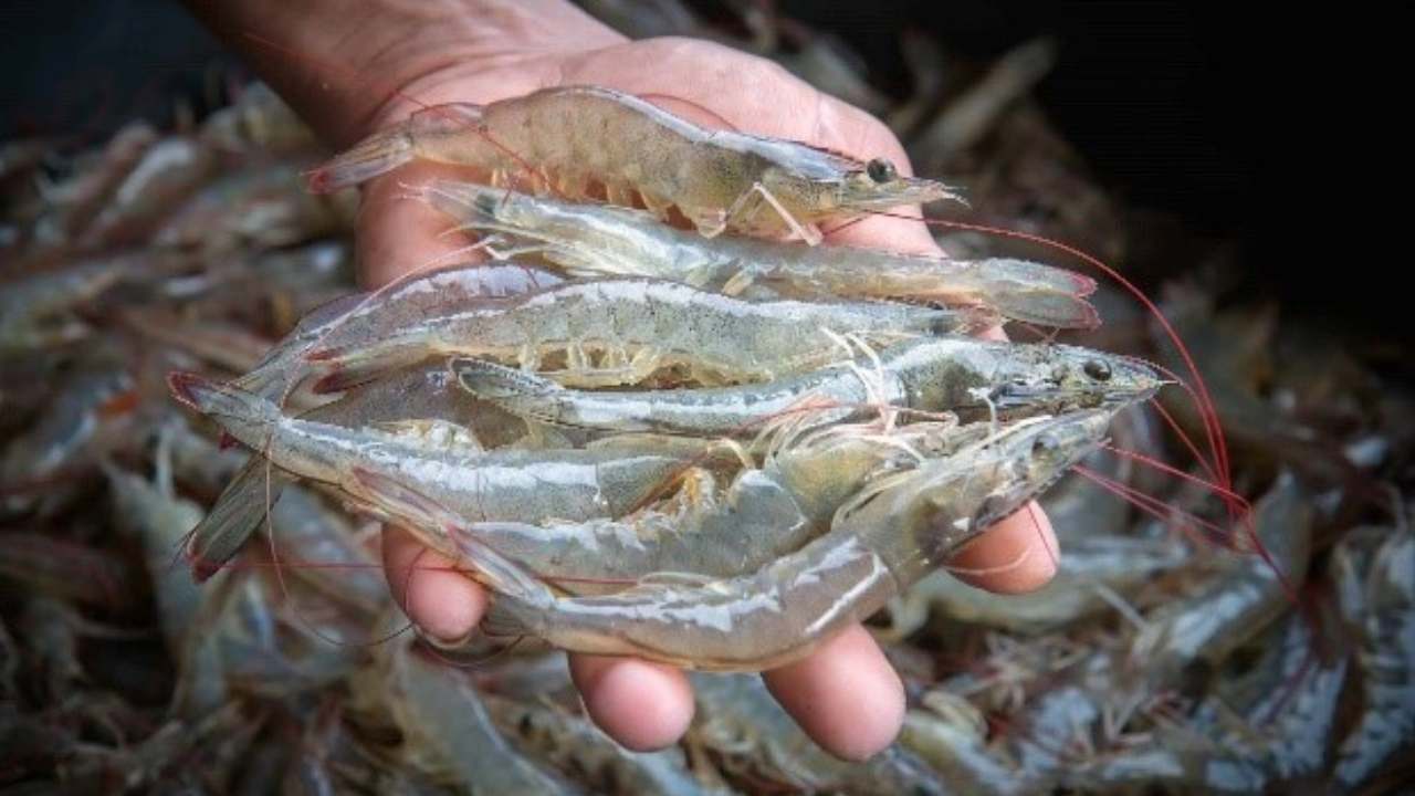 Farmed shrimp-img