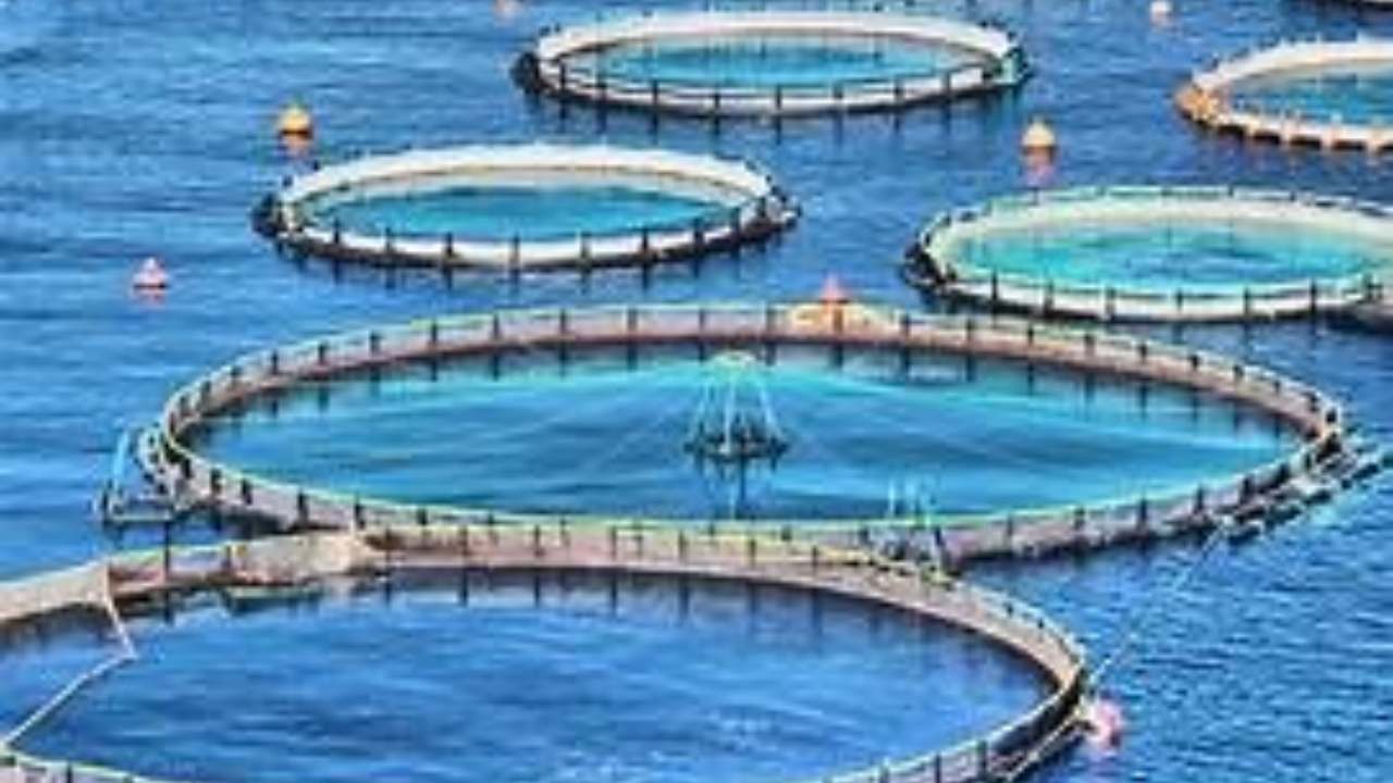 Sea cage-img